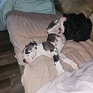 Loki joined the competition — help win amazing prizes! dog, puppy, sleeping, spotted, black_and_white, lying_down, upside_down, relaxed, bed, blanket, bedroom, pillow, couch, indoor, pet, cute, funny_pose, resting, animal, photography