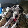 dog, puppy, great_dane, pet, animal, portrait, closeup, sitting, lying_down, tongue, open_mouth, black_and_white, spotted, floppy_ears, blue_eyes, bed, blanket, quilt, indoors, cute