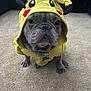 Bentley joined the competition — help win amazing prizes! dog, french_bulldog, hoodie, yellow, pikachu, costume, pet, indoor, carpet, cute, animal, clothing, sitting, portrait, face, ears, expression, adorable, funny, domestic