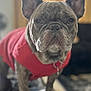 Bentley is registered to the contest to win money with this photo: animal, brindle, canine, closeup, collar, curious, cute, dog, domestic, ears, face, french_bulldog, fur, household, indoor, mammal, pet, portrait, red_sweater, standing