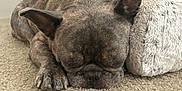 Bentley joined the competition — help win amazing prizes! animal, brindle, canine, carpet, comfort, companion, cozy, cute, dog, ears, fluffy_pillow, french_bulldog, home, indoor, paw, pet, relaxed, resting, sleeping, snout
