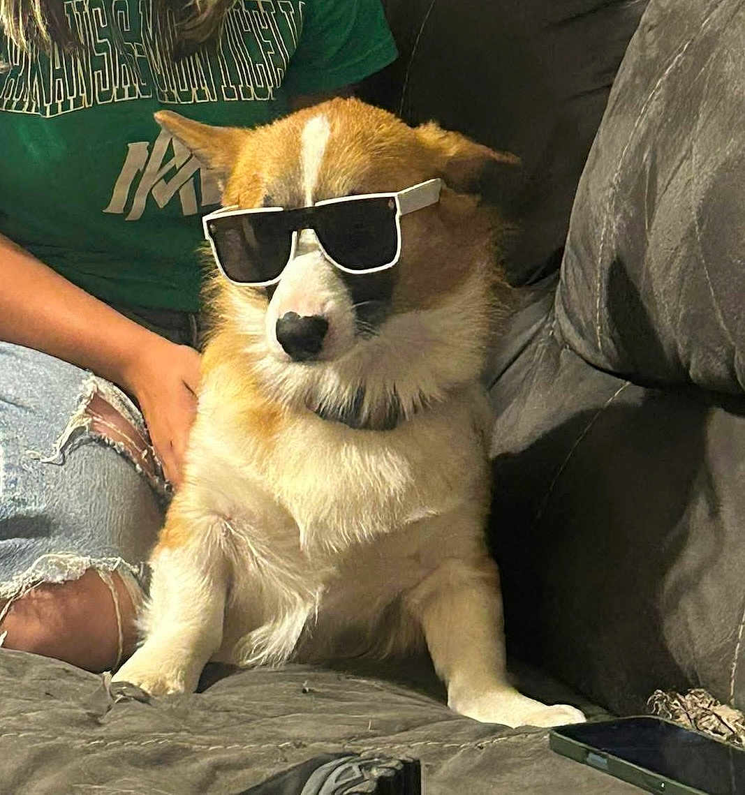 Bear is registered to the contest to win money with this photo: dog, corgi, sunglasses, pet, indoor, couch, person, clothing, jeans, ripped_jeans, green_shirt, relaxing, animal, furniture, casual, companion, cute, portrait, domestic_animal, mammal