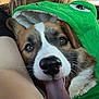 dog, canine, pet, animal, tongue, green_hoodie, costume, face, ears, nose, fur, closeup, happy, smiling, human_arm, indoor, cute, playful, cozy, expression