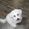 dog, white_dog, fluffy, pet, cute, collar, indoor, wooden_floor, looking_up, small_dog, animal, fur, companion, adorable, domestic_animal, canine, sitting, friendly, house_pet, cute_pet