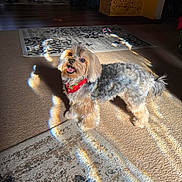 Zoe Jeffers is registered to the contest to win money with this photo: accessories, animal, bag, ball, box, canine, dog, face, football, handbag, head, homedecor, person, pet, photography, poodle, portrait, puppy, soccer, terrier