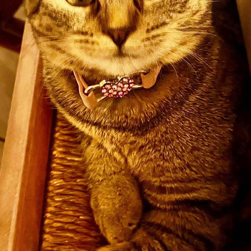 Ma Minette