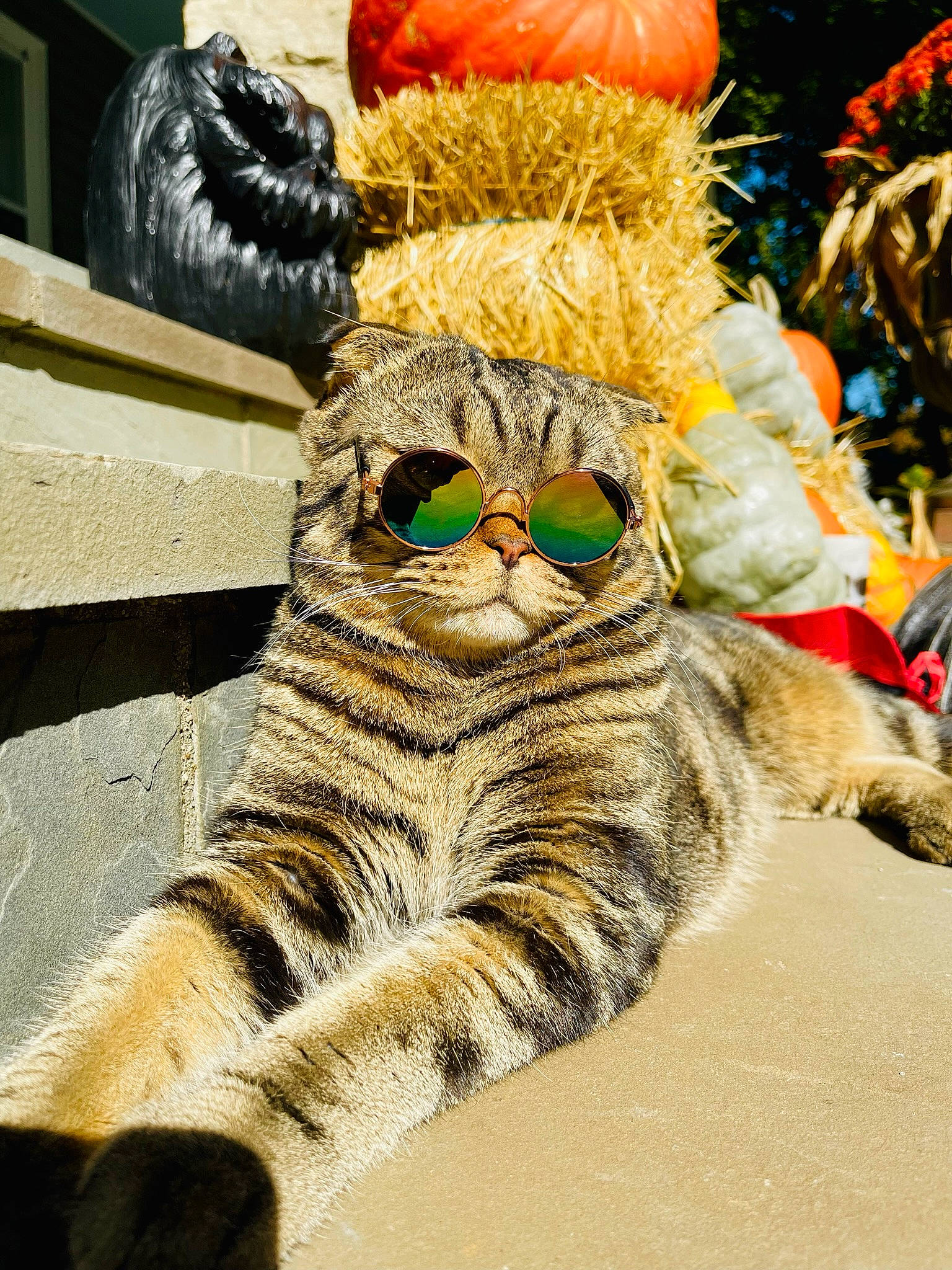 Duncan is registered to the contest to win money with this photo: art, carnivore, cat, domestic_short_haired_cat, event, eyewear, fawn, felidae, fur, glasses, grass, hat, paw, small_to_medium_sized_cats, snout, tail, terrestrial_animal, tree, whiskers, wildlife