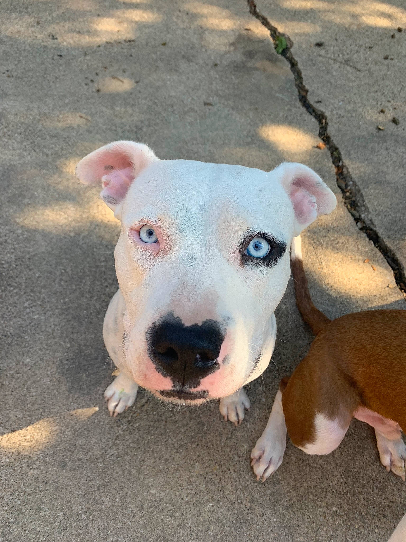 Birdie is registered to the contest to win money with this photo: american_pit_bull_terrier, american_staffordshire_terrier, bull_and_terrier, bull_terrier, canidae, carnivore, dog, dog_breed, english_white_terrier, fawn, mammal, non_sporting_group, nose, old_english_terrier, pit_bull, rare_breed_dog, snout, staffordshire_bull_terrier, terrier, vertebrate