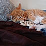 Tails joined the competition — help win amazing prizes! animal, cat, closeup, cozy, cute, fabric, feline, home, indoor, kitten, orange_tabby, paw, pet, playful, resting, sleepy, soft_texture, stuffed_toy, toy, young_cat