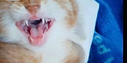 Tails is registered to the contest to win money with this photo: animal, blanket, blue_blanket, cat, claws, close_up, cute, feline, fur, indoor, mouth_open, orange_cat, paw, pet, resting, sleepy, teeth, whiskers, white_fur, yawning