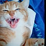 animal, blanket, blue_blanket, cat, claws, close_up, cute, feline, fur, indoor, mouth_open, orange_cat, paw, pet, resting, sleepy, teeth, whiskers, white_fur, yawning