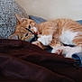 Tails is registered to the contest to win money with this photo: animal, blanket, cat, claws, cozy, cushion, cute, fur, indoor, kitten, lying_down, orange_cat, paw, pet, playful, resting, toy, whiskers, white_fur, young_cat