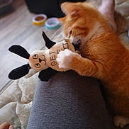Tails is registered to the contest to win money with this photo: animal, biting, carpet, cat, cozy, cuddling, cute, furniture, home, indoor, kitten, leg, orange_cat, person, pet, playful, relaxed, stuffed_animal, toy, white_paws