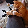 animal, biting, carpet, cat, cozy, cuddling, cute, furniture, home, indoor, kitten, leg, orange_cat, person, pet, playful, relaxed, stuffed_animal, toy, white_paws