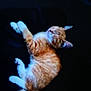 animal, blurred, cat, cute, dark_background, domestic_animal, feline, fur, indoor, lying_down, mammal, orange_cat, pet, relaxed, resting, sleeping, soft, tail, whiskers, white_paws
