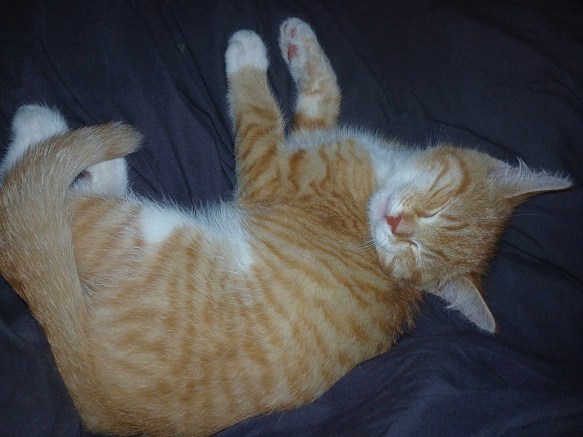 Tails joined the competition — help win amazing prizes! animal, cat, closeup, cozy, cute, domestic_cat, fur, ginger, indoor, kitten, paw, peaceful, pet, relaxation, resting, sleeping, soft, tail, whiskers, white