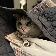 Abby joined the competition — help win amazing prizes! cat, blanket, quilt, indoor, cozy, pet, feline, resting, curious, home, soft, fabric, cute, animal, comfort, nap, fur, whiskers, pink_nose, eyes