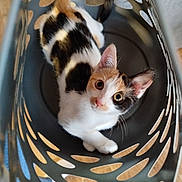 Praline participe au concours pour gagner de l'argent avec cette photo : cat, kitten, calico, laundry_basket, indoor, curious, animal, pet, playful, feline, whiskers, ears, tail, floor, looking_up, cute, young, domestic_animal, household, cozy