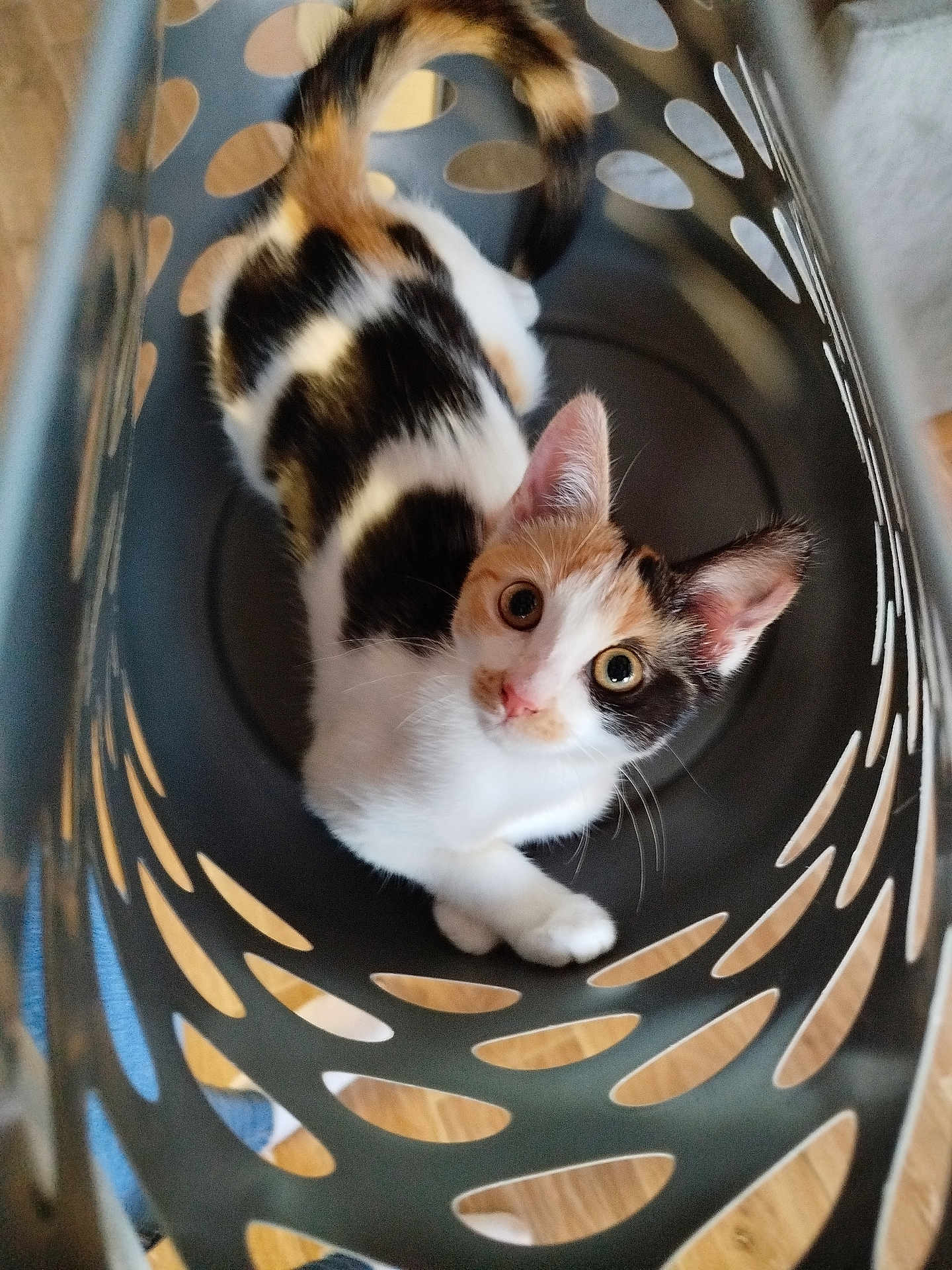 Praline participe au concours pour gagner de l'argent avec cette photo : cat, kitten, calico, laundry_basket, indoor, curious, animal, pet, playful, feline, whiskers, ears, tail, floor, looking_up, cute, young, domestic_animal, household, cozy