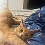 Roosevelt participe au concours pour gagner de l'argent avec cette photo : animal, bed, blanket, cat, comfort, cozy, cute, feline, fur, indoor, mammal, orange_cat, paw, pet, relaxed, resting, sleepy, stretching, tail, whiskers