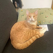 Roosevelt participe au concours pour gagner de l'argent avec cette photo : amber_eyes, animal, cat, closeup, comfort, couch, domestic_animal, feline, floral_pattern, fur, home, indoor, orange_tabby, pet, pillow, relaxed, resting, sofa, tail, whiskers