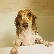 Bella is registered to the contest to win money with this photo: dog, wet, bathtub, pet, animal, bath, canine, indoors, cute, looking_up, fur, ears, paws, white, brown, spots, expression, water, bathroom, tile_wall