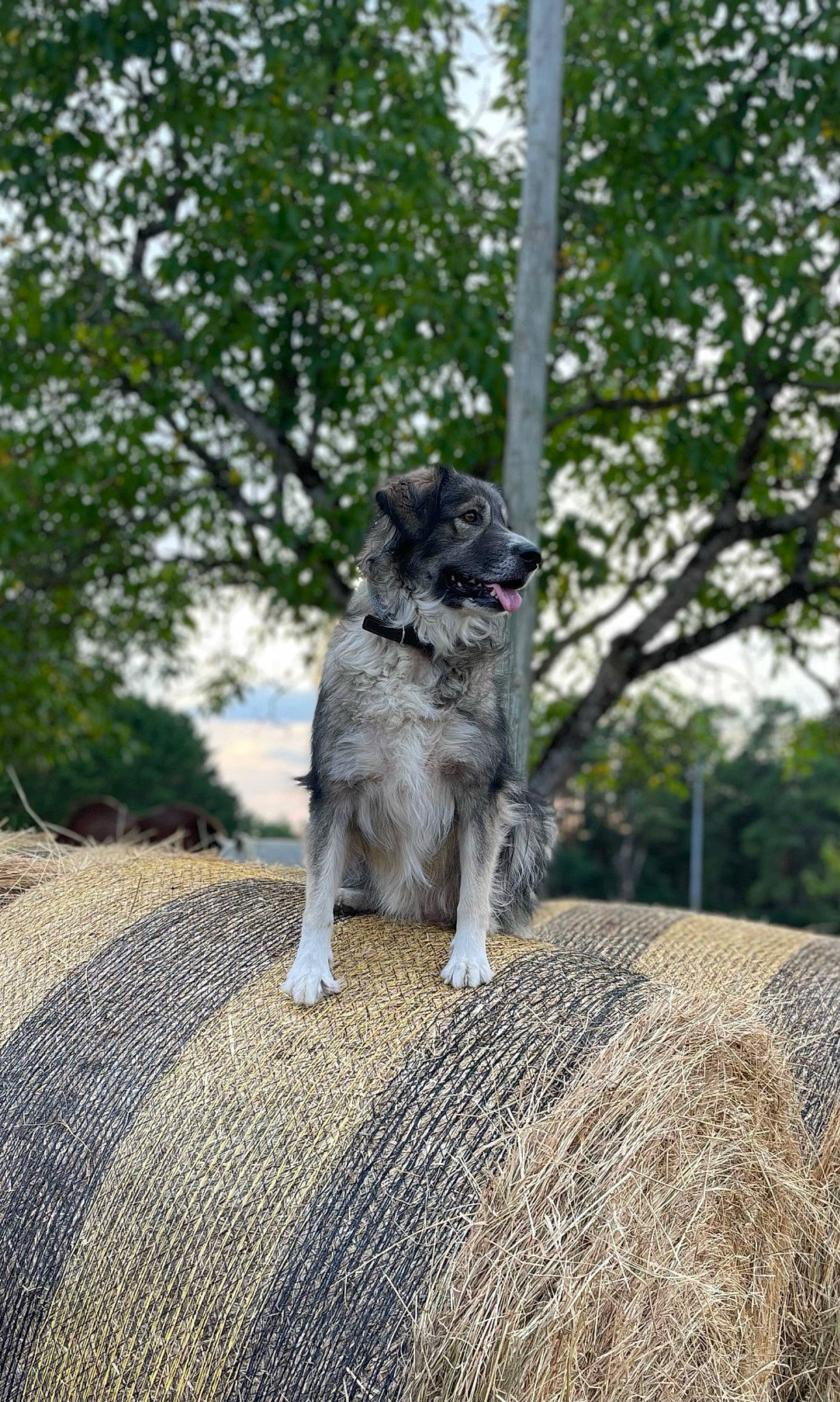 Missy a rejoint le concours — aidez-le/la à gagner de superbes lots ! carnivore, companion_dog, dog, dog_breed, grass, plant, sky, soil, sporting_group, tail, tree, working_animal, working_dog
