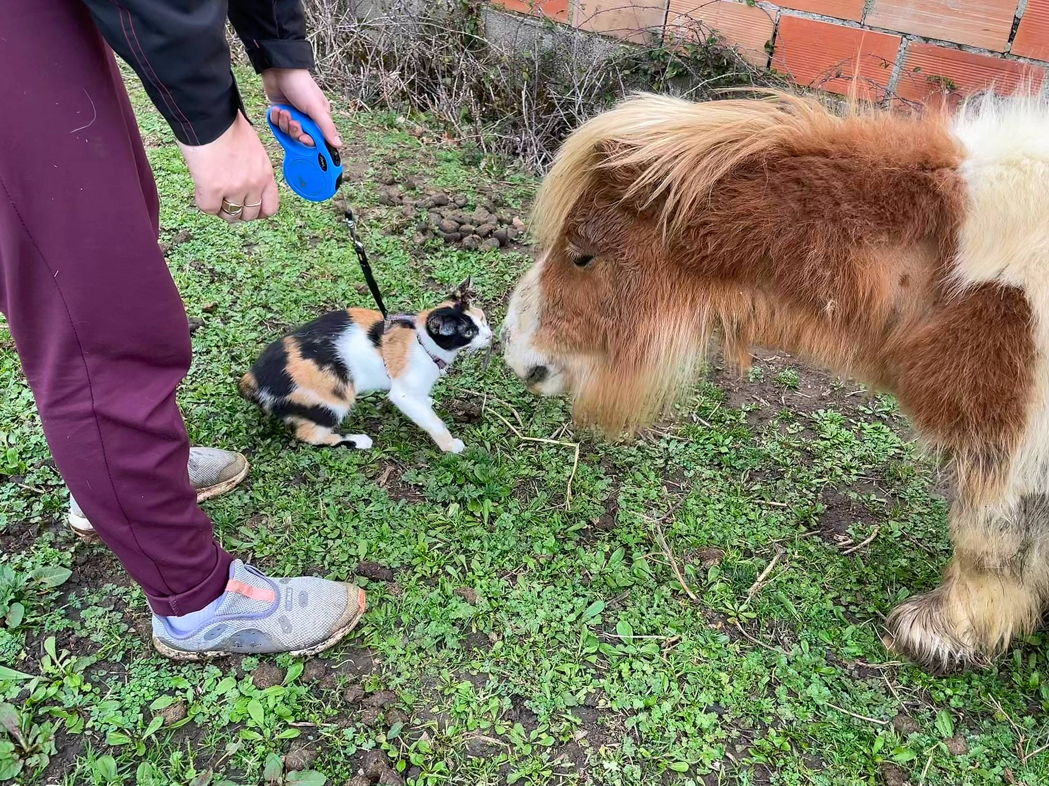 Ténéa a rejoint le concours — aidez-le/la à gagner de superbes lots ! bovine, companion_dog, dog_breed, fawn, fur, goat, goats, grass, grassland, grazing, horse, livestock, pack_animal, pasture, shetland_pony, shoe, sneakers, tail, terrestrial_animal, working_animal