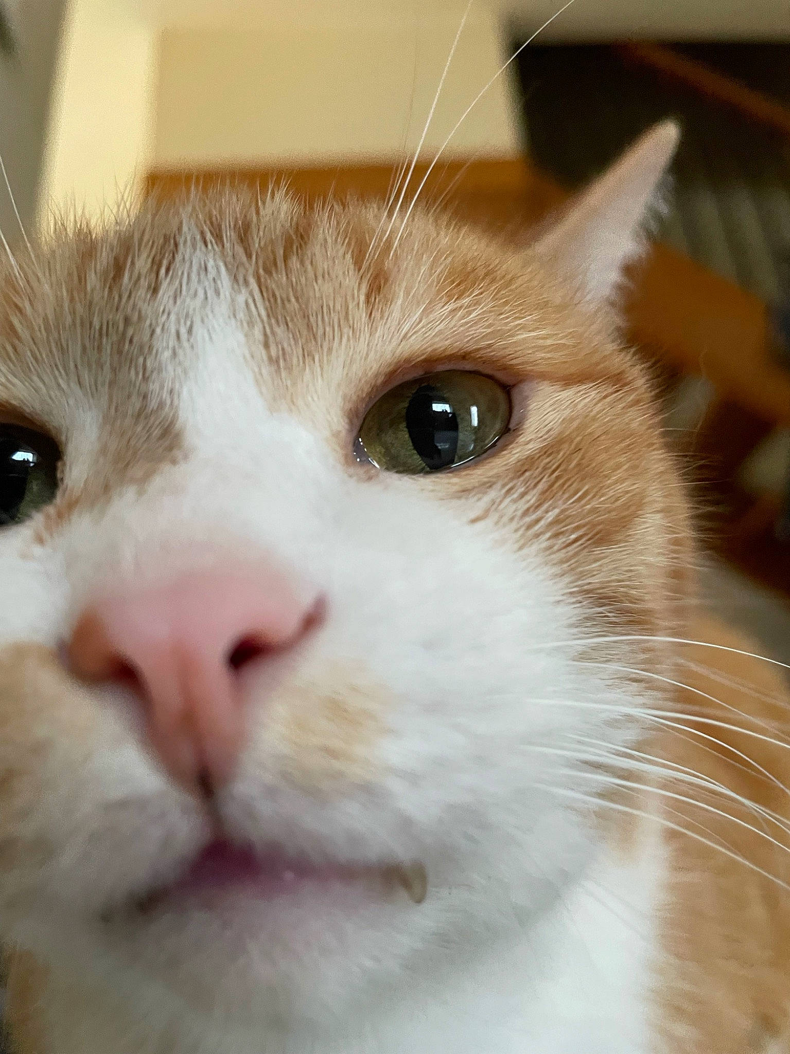 Ténéa a rejoint le concours — aidez-le/la à gagner de superbes lots ! carnivore, cat, close_up, domestic_short_haired_cat, felidae, fur, small_to_medium_sized_cats, snout, whiskers