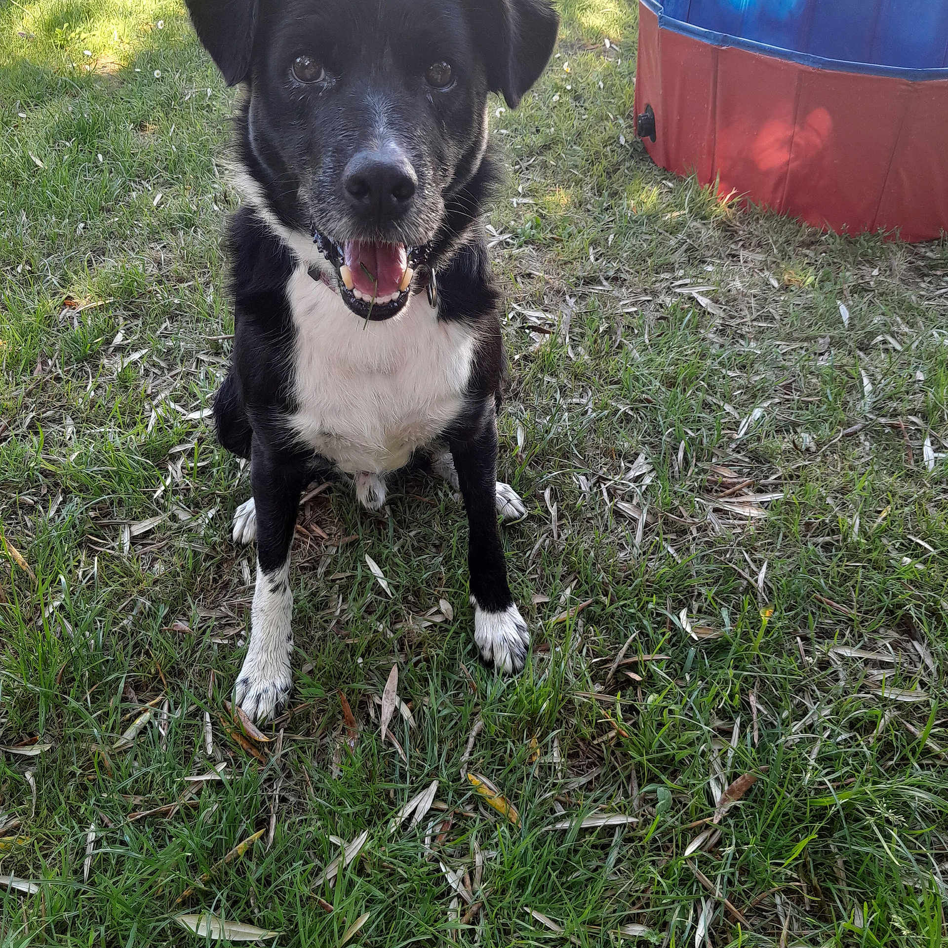 Nougat participe au concours pour gagner de l'argent avec cette photo : dog, black_and_white, grass, outdoor, pet, animal, happy, smiling, sitting, collar, daylight, nature, playful, canine, tongue_out, park, summer, greenery, yard, water_pool