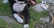Nougat participe au concours pour gagner de l'argent avec cette photo : dog, black_and_white, grass, stone_slab, tree_stump, chainsaw, outdoor, pet, animal, tongue_out, paw, stick, playful, resting, daylight, nature, ground, leash, side_view, canine
