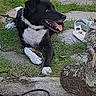 dog, black_and_white, grass, stone_slab, tree_stump, chainsaw, outdoor, pet, animal, tongue_out, paw, stick, playful, resting, daylight, nature, ground, leash, side_view, canine
