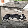 Nougat participe au concours pour gagner de l'argent avec cette photo : dog, black_and_white, lying_down, patio, shaded_area, wooden_table, garden, plants, stone_wall, outdoor, relaxing, sunlight, shadow, peaceful, canine, resting, nature, greenery, daytime, backyard