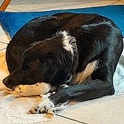Nougat a rejoint le concours — aidez-le/la à gagner de superbes lots ! dog, sleeping, black_and_white, collar, tile_floor, indoor, mat, resting, paw, fur, canine, animal, pet, quiet, laying_down, domestic, relaxation, peaceful, cozy, home