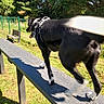 Nougat a rejoint le concours — aidez-le/la à gagner de superbes lots ! dog, black_dog, white_paws, bench, park, outdoor, grass, trees, fence, sunny, daylight, canine, walking, tongue_out, pet, animal, leash, shadow, nature, playful
