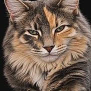 Cosmo is registered to the contest to win money with this photo: cat, tabby, close_up, green_eyes, fluffy_fur, pet, animal, portrait, whiskers, ears, paw, feline, relaxed, domestic_cat, muzzle, collar, striped, cute, indoor, looking_at_camera