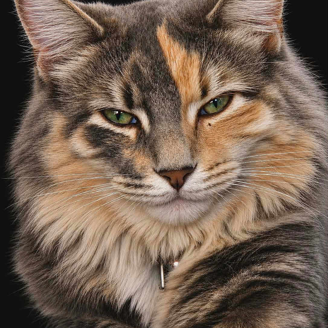 Cosmo
