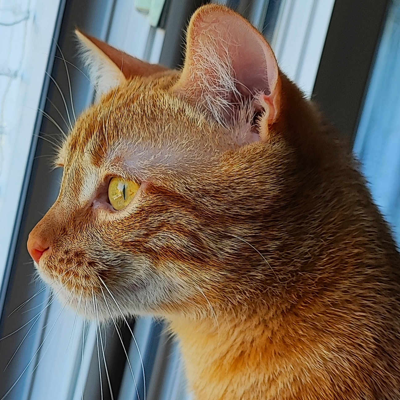 Milo participe au concours pour gagner de l'argent avec cette photo : abyssinian, animal, cat, kitten, manx, pet