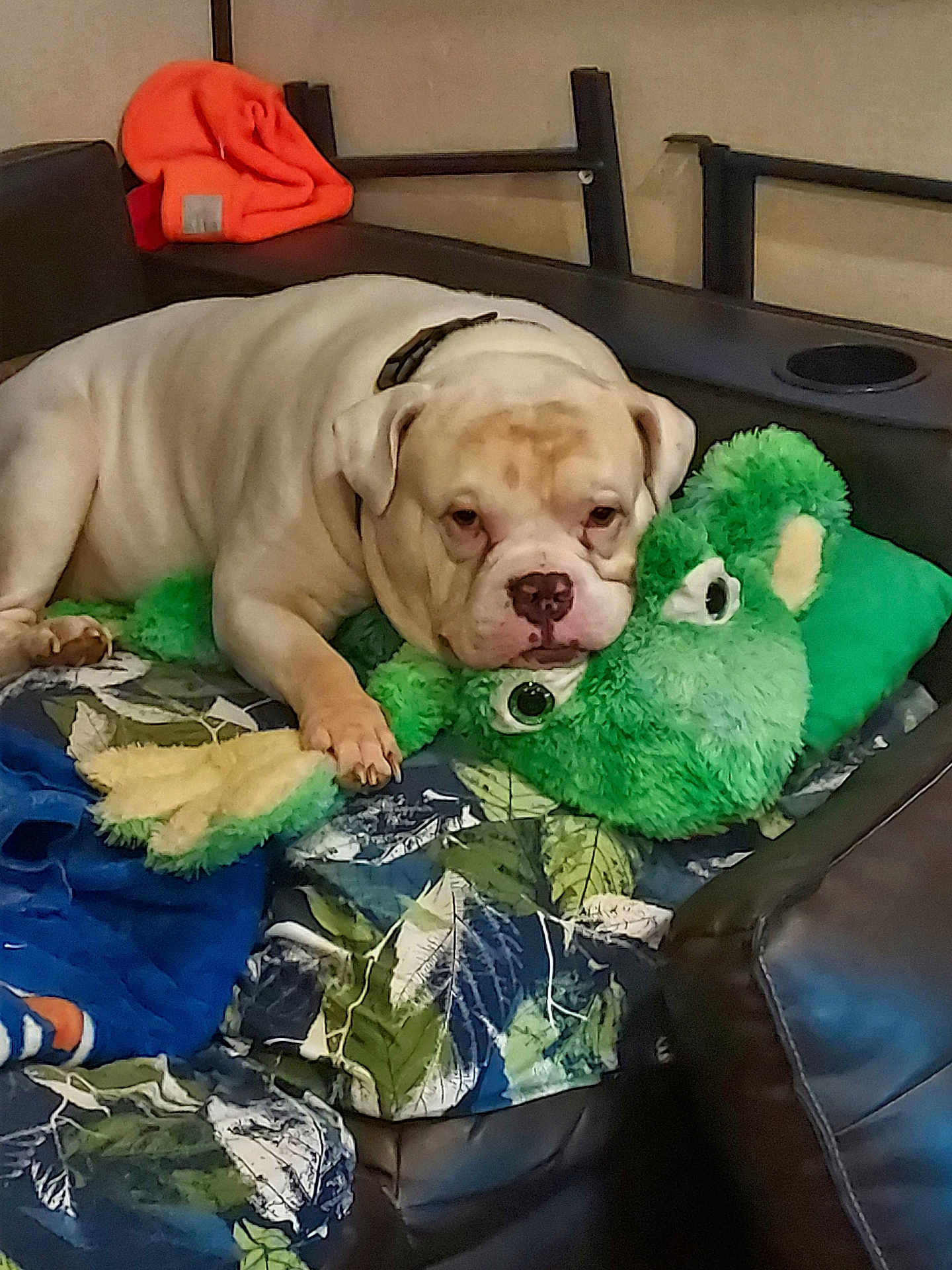 Cheto joined the competition — help win amazing prizes! animal, blanket, bulldog, collar, couch, cozy, cute, dog, fabric, frog, furniture, indoor, leaf_pattern, orange_clothing, paw, pet, plush_toy, relaxed, resting, stuffed_toy