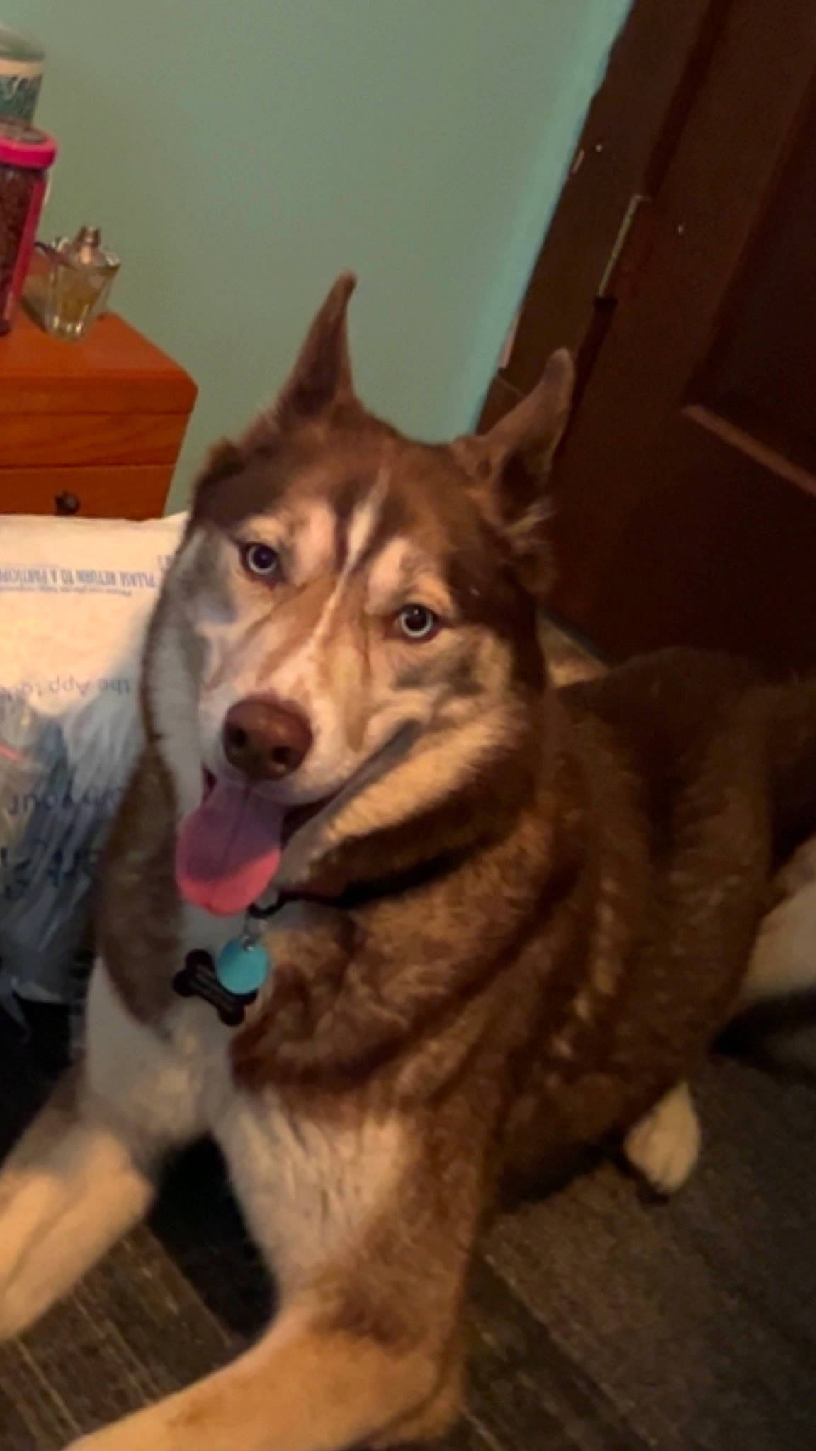 Sitka joined the competition — help win amazing prizes! canidae, canis, carnivore, collar, companion_dog, dog, dog_breed, door, east_european_shepherd, eye, fur, jaw, leash, sled_dog, sporting_group, terrestrial_animal, whiskers, wood, working_animal, working_dog