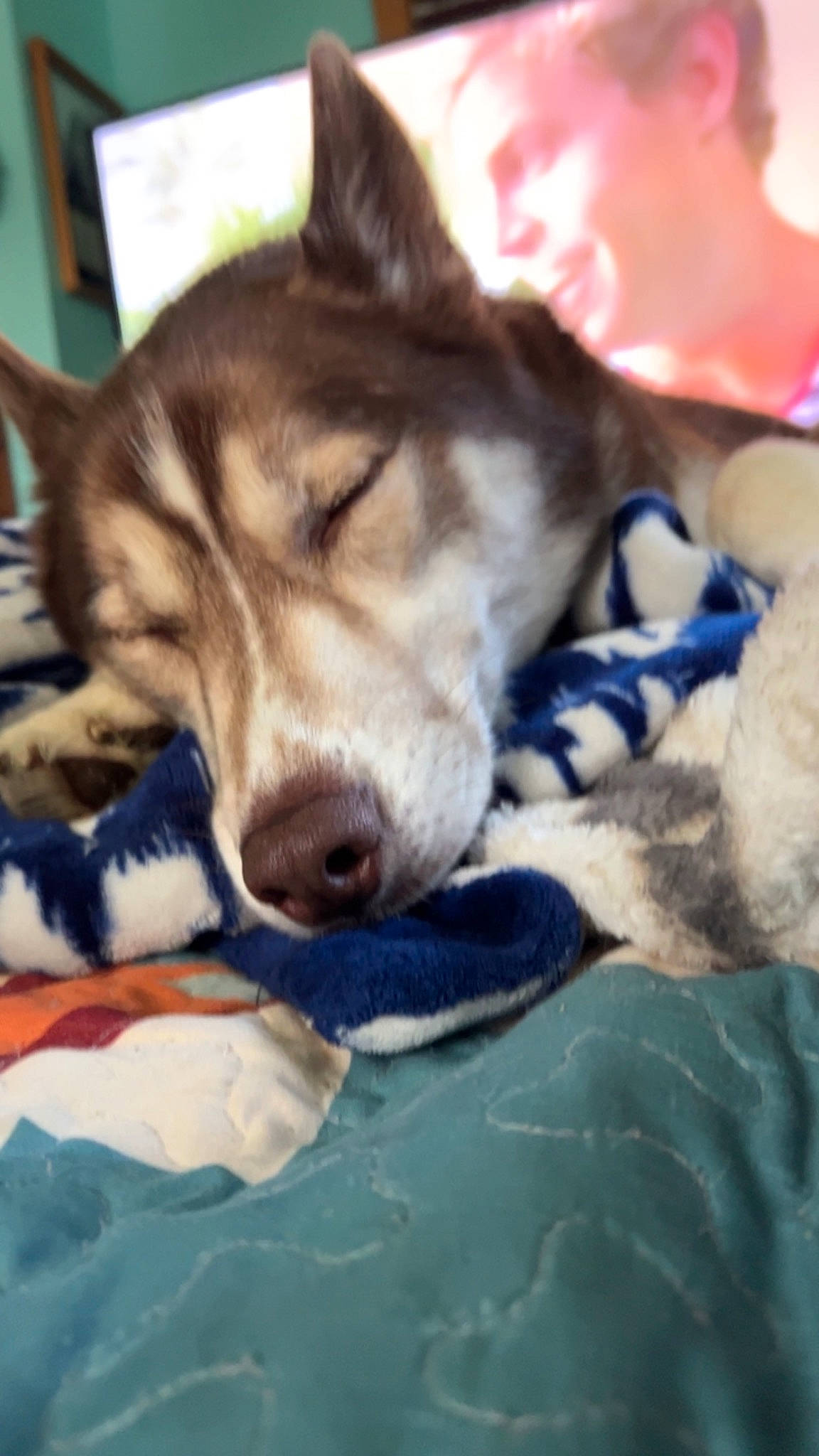 Sitka is registered to the contest to win money with this photo: canis, carnivore, cloud, comfort, companion_dog, dog, dog_breed, fur, herding_dog, linens, paw, siberian_husky, sky, sled_dog, square, whiskers, working_dog
