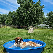 Ollie joined the competition — help win amazing prizes! animal, blue_pool, canine, clouds, dog, fence, grass, large_dog, nature, outdoor, pet, recreation, relaxing, saint_bernard, sky, summer, sunny, tree, water, yard