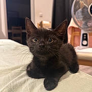 Naïa participe au concours pour gagner de l'argent avec cette photo : black_cat, kitten, animal, pet, indoor, feline, fur, whiskers, eyes, bed, fabric, fan, chair, furniture, domestic, cute, young, resting, looking, house
