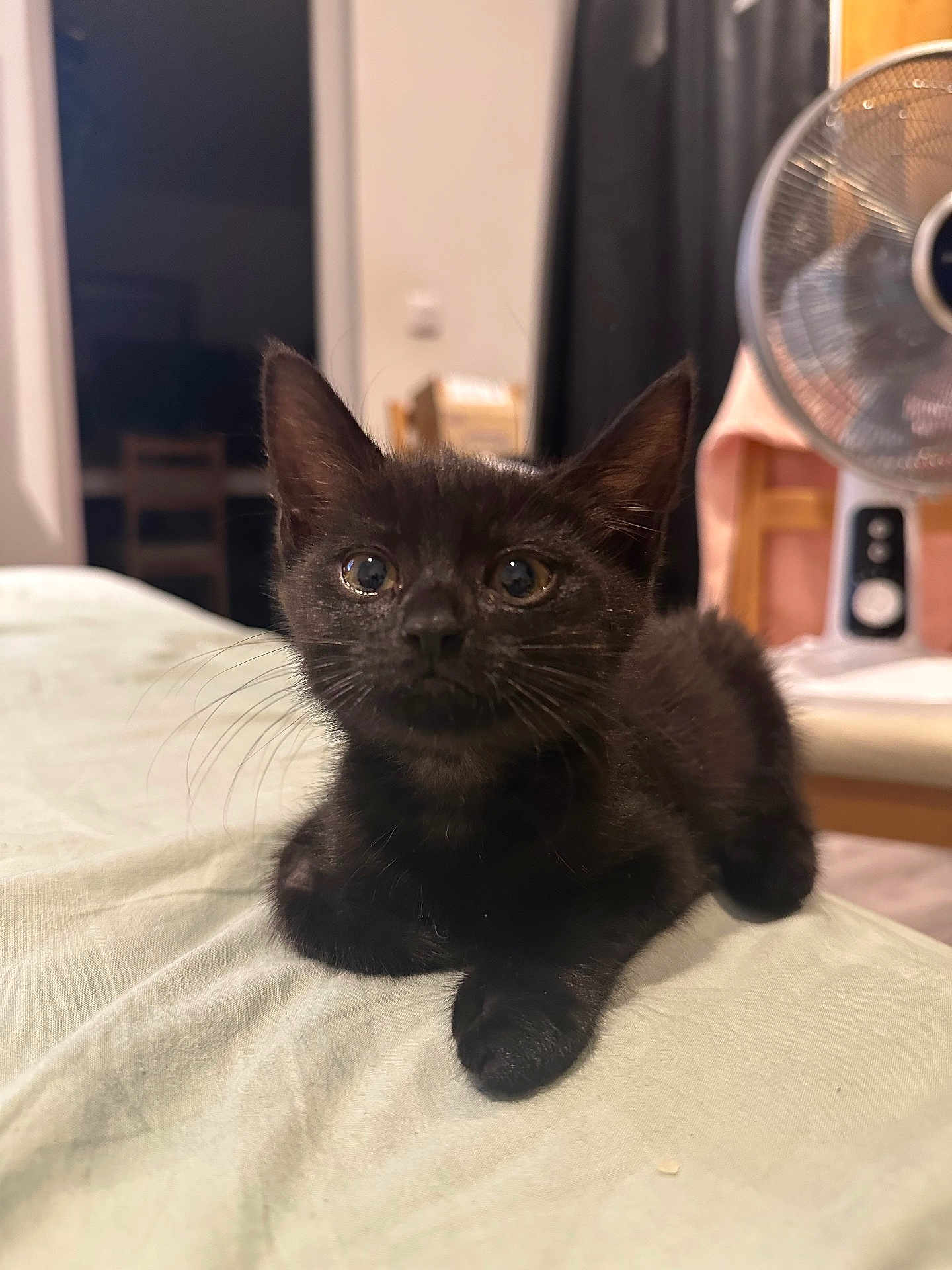 Naïa participe au concours pour gagner de l'argent avec cette photo : black_cat, kitten, animal, pet, indoor, feline, fur, whiskers, eyes, bed, fabric, fan, chair, furniture, domestic, cute, young, resting, looking, house