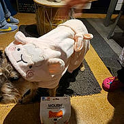 Loxy a rejoint le concours — aidez-le/la à gagner de superbes lots ! dog, costume, sheep, pet, indoor, floor, rug, table, plant, hand, shoe, treats, bag, blurred_hand, furniture, pink, brown_dog, toy, footwear, cozy