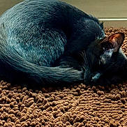 Binx joined the competition — help win amazing prizes! cat, sleeping, curled_up, black_fur, mat, brown, cozy, indoor, pet, resting, animal, feline, quiet, relaxed, close_up, texture, soft, fur, home, napping