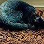cat, sleeping, curled_up, black_fur, mat, brown, cozy, indoor, pet, resting, animal, feline, quiet, relaxed, close_up, texture, soft, fur, home, napping