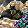 bed, black_cat, blanket, cat, comforter, cozy, cuddling, fleece_blanket, fur, indoor, nap, nightstand, patterned_fur, pet, pillow, sleeping, sunlight, tabby_cat, tail, teal_purple_blanket
