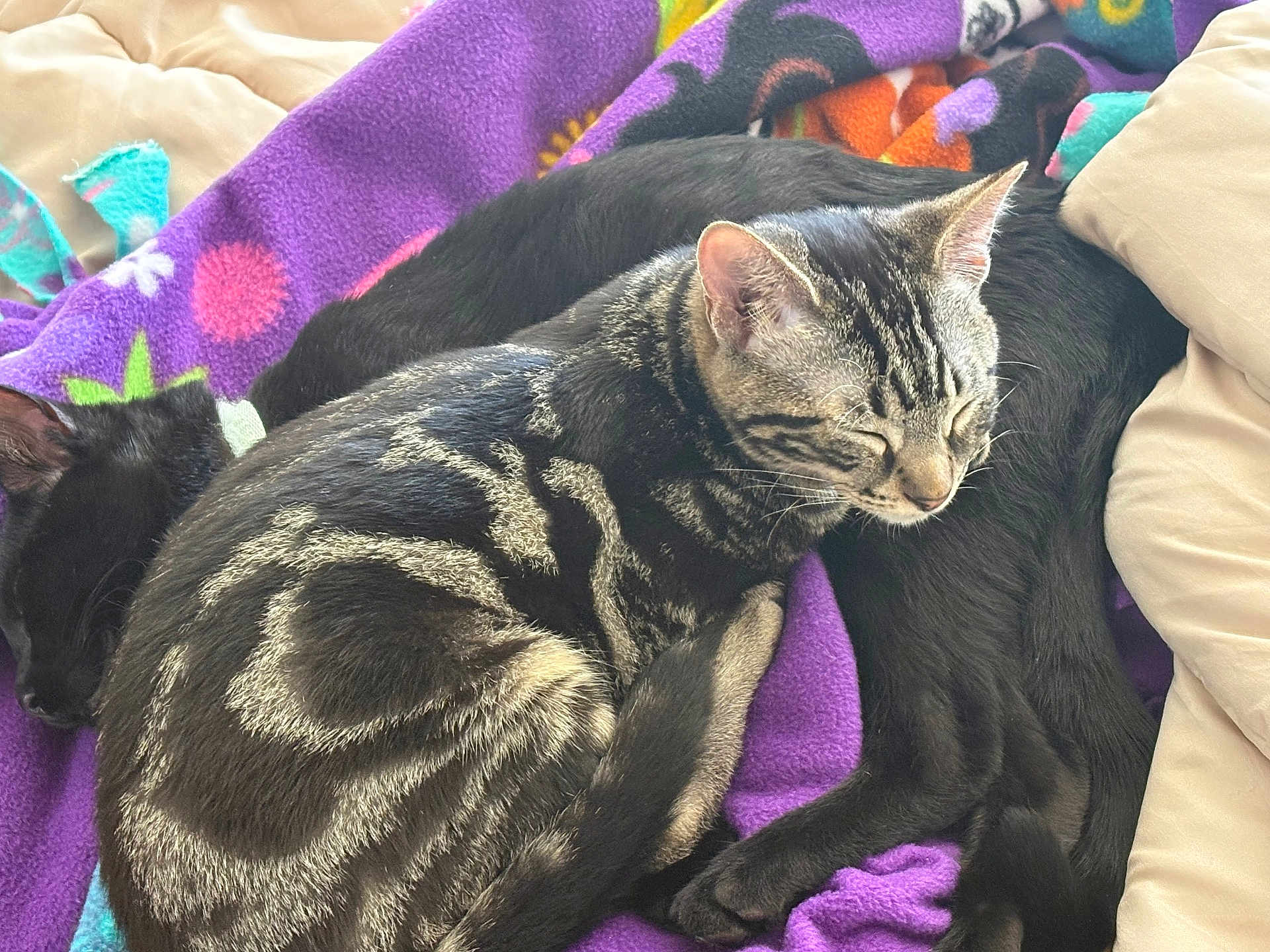 Charlie joined the competition — help win amazing prizes! cat, tabby_cat, black_cat, sleeping, blanket, fleece_blanket, swirl_pattern, fur, whiskers, ears, paws, cozy, cuddling, domestic_pet, indoor, nap, close_up, bedroom_bedding, companion, relaxed