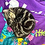 Charlie is registered to the contest to win money with this photo: cat, tabby_cat, sleeping, curled, blanket, purple_blanket, colorful, fur, stripes, pet, nap, cozy, indoor, closeup, whiskers, ear, paw, pattern, soft, mammal
